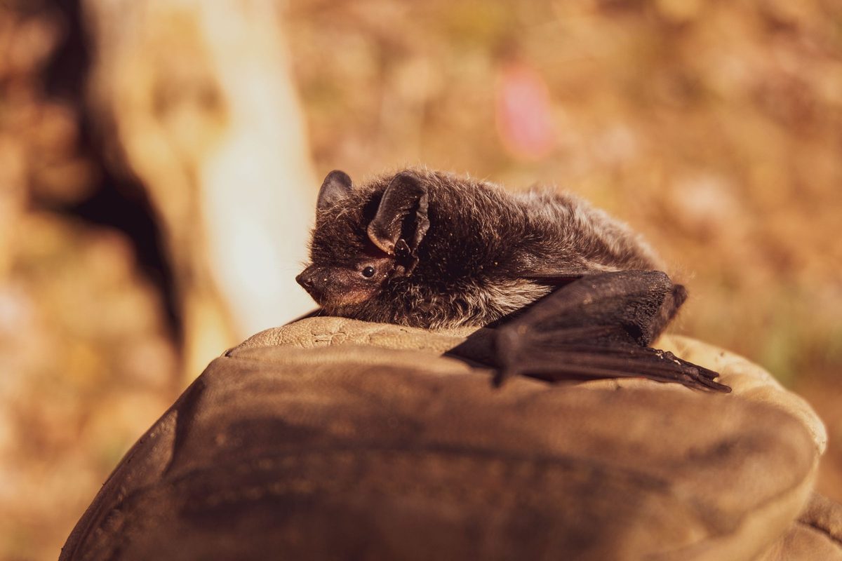 Small bat resting on worn brown leather