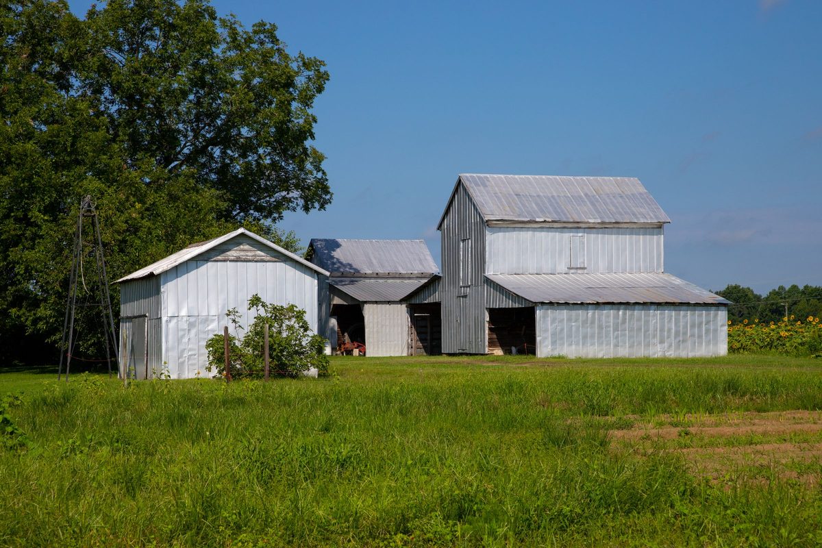 Metal-sided farm barns in a grassy field